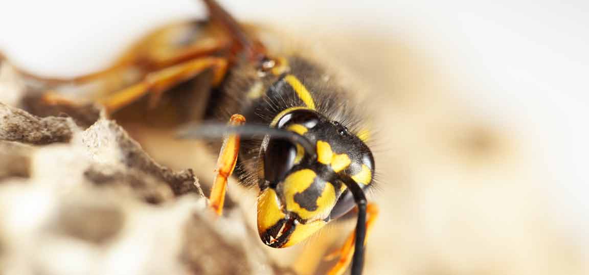 Close up of a wasp