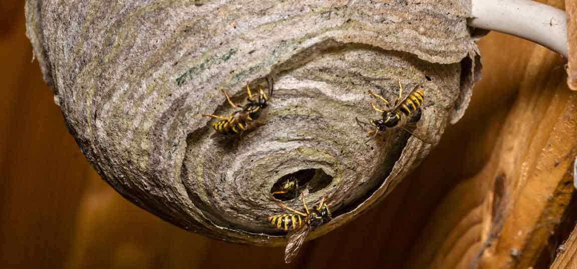 Wasp nest